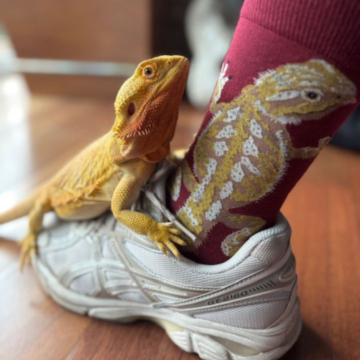 Bearded Dragon Crew Socks | Men&