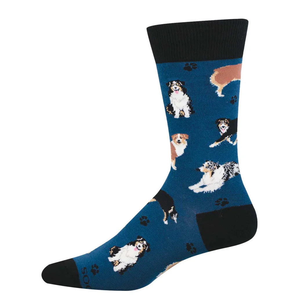 Men's Australian Shepherd crew socks flat lay in blue with Aussie dogs and paw prints